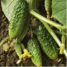 Огірок Астерікс F1 (Asterix F1), 50 насінин, ТМ "Добрі Сходи"