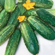 Огірок Роял F1 (Royal F1), 50 насінин, ТМ "Добрі Сходи"