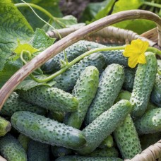 Огірок Саунд F1 (Sound F1), 10 насінин, ТМ "Добрі Сходи"