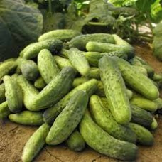 Огірок Івонна F1 (Iwonne F1), 50 насінин, ТМ "Добрі Сходи"