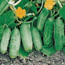 Огірок Октопус F1 (Octopus F1), 50 насінин, ТМ "Добрі Сходи"