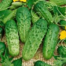 Огірок Альянс F1 (Alliance F1), 20 насінин 