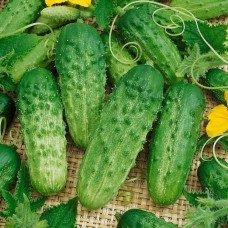 Огірок Альянс F1 (Alliance F1), 50 насінин, ТМ "Добрі Сходи"