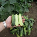 Огірок SM 5341 F1 (Аня F1), 10 насінин