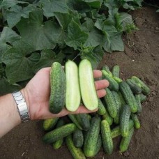 Огірок SM 5341 F1 (Аня F1), 50 насінин, ТМ "Добрі Сходи"
