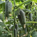 Огірок Ромара F1 (Romara F1), 10 насінин