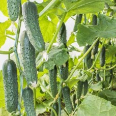 Огірок Гуннар F1 (Gunnar F1), 10 насінин, ТМ "Добрі Сходи"