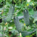 Огірок Мадіта F1 (Madita F1), 10 насінин