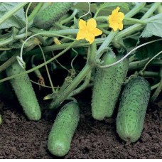 Огірок Компоніст F1 (Componist F1), 10 насінин, ТМ "Добрі Сходи"