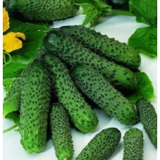 Огірок Пасалімо F1 (Pasalimo F1), 10 насінин, ТМ "Добрі Сходи"