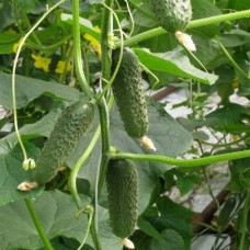 Огірок Монісія F1 (Monisia F1), 10 насінин, ТМ "Добрі Сходи"