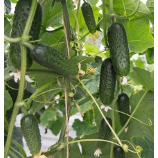 Огурец Атик F1, 10 семян,   ТМ "Добрі Сходи"