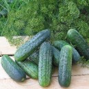 Огірок Атлантіс F1 (Atlantis F1), 20 насінин