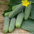 Огірок Кароліна F1 (Caroline F1), 10 насінин