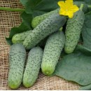 Огірок Кароліна F1 (Caroline F1), 10 насінин