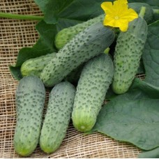 Огірок Кароліна F1 (Caroline F1), 10 насінин, ТМ "Добрі Сходи"