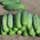 Огірок Бара F1 (Bara F1), 100 насінин