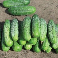 Огірок Бара F1 (Bara F1), 20 насінин, ТМ "Добрі Сходи"