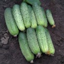 Огірок Бланка F1 (Blanca F1), 100 насінин​