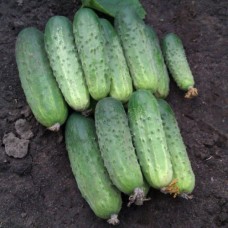 Огірок Бланка F1 (Blanca F1), 50 насінин, ТМ "Добрі Сходи"