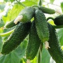 Огірок Амур F1 (Amur F1), 10 насінин 