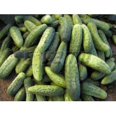 Огірок Регіна F1 (Regina F1), 100 насінин, ТМ "Добрі Сходи"