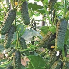 Огірок Лютояр F1 (Lyutoyar F1), 10 насінин, ТМ "Добрі Сходи"