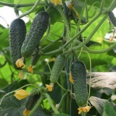 Огірок Кантара​ F1 (Kantara F1), 10 насінин, ТМ "Добрі Сходи"