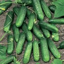 Огірок Марінда F1 (Marinda F1), 10 насінин