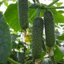 Огірок Анзор F1 (Anzor F1), 10 насінин