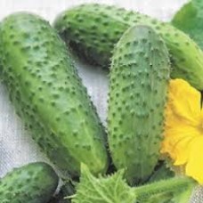 Огірок Левіна F1 (Levina F1), 20 насінин, ТМ "Добрі Сходи"