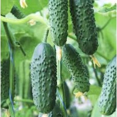 Огірок Седрік F1 (Cedric F1), 10 насінин, ТМ "Добрі Сходи"