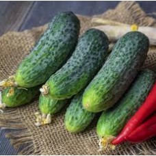 Огірок Ліст F1 (List F1), 10 насінин, ТМ "Добрі Сходи"