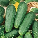 Огірок Пучіні F1 (Puccini F1), 10 насінин