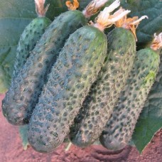 Огірок Директор F1 (Director F1), 10 насінин, ТМ "Добрі Сходи"