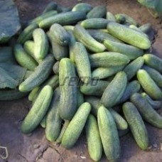 Огірок Шарлота F1 (Charlotte F1), 20 насінин, ТМ "Добрі Сходи"