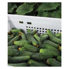 Огірок Аякс F1 (Ajax F1), 20 насінин, ТМ "Добрі Сходи"