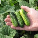 Огірок Шанталь F1 (Shantal F1), 50 насінин