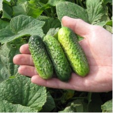Огірок Шанталь F1 (Shantal F1), 50 насінин, ТМ "Добрі Сходи"