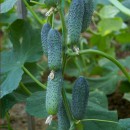 Огірок Дерія F1 (Deria F1), 10 насінин