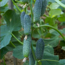 Огірок Дерія F1 (Deria F1), 10 насінин, ТМ "Добрі Сходи"