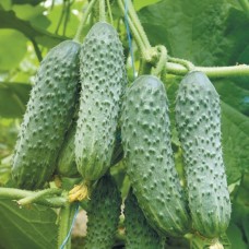 Огірок Кібрія F1 (Cybria F1), 50 насінин, ТМ "Добрі Сходи"