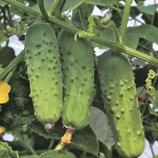 Огірок Соната F1 (Sonata F1), 20 насінин, ТМ "Добрі Сходи"