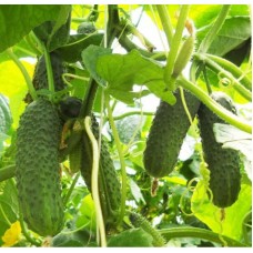 Огірок Сігурд F1 (Sigurd F1), 10 насінин, ТМ "Добрі Сходи"