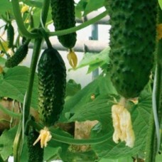 Огірок СВ 3506 ЦВ F1 (SV 3506 CV F1), 10 насінин, ТМ "Добрі Сходи"