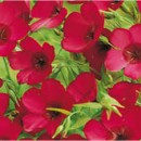 Лён крупноцветковый, красный, 0.5 г., ТМ "Садыба Центр"