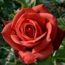 Терракотта (Terraсotta) чайно-гібридна троянда